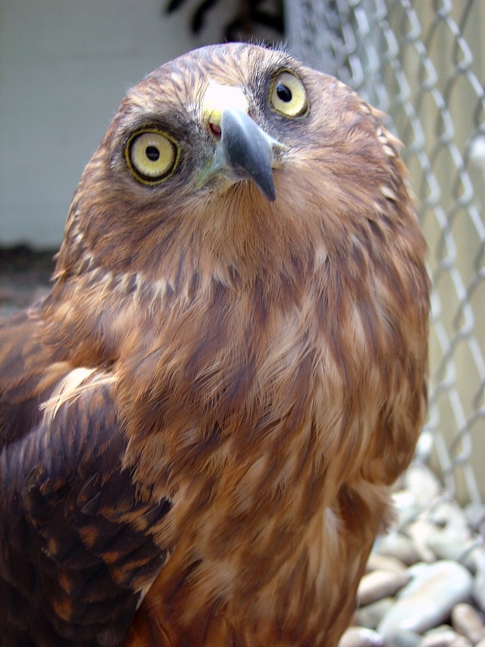 A native Fijian bird at a wildlife park on the Coral Coast